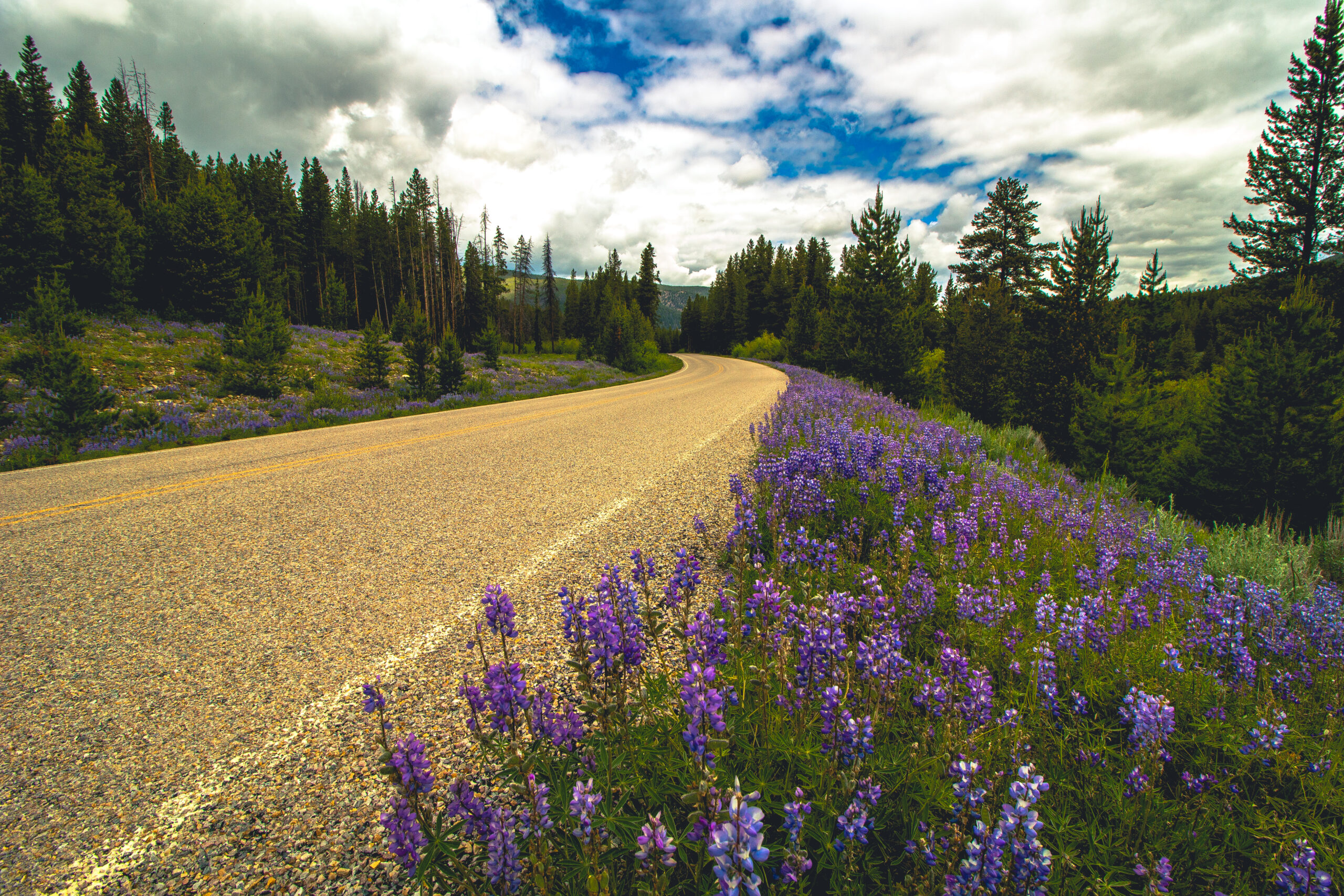 Lavender along a curving roadside with pine trees around