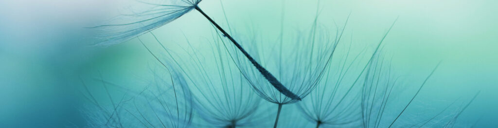 Dandelion seeds
